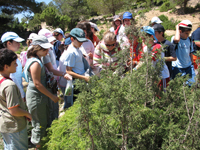 ACTIVITATS COSMOF&Iacute;SICA-HERBARIO